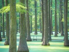 -渌洋湖湿地公园