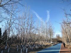 -大兴滨河森林公园