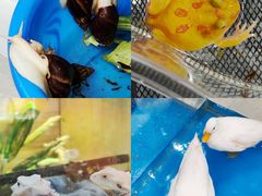 -青石桥花鸟鱼虫市场(叠翠城店)