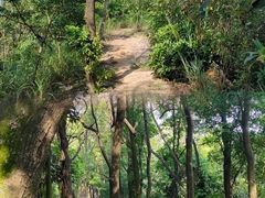 -板樟山森林公园
