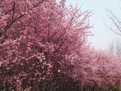 -洛阳市隋唐城遗址植物园