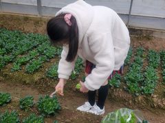 -前小桔亲子创意农场·草莓采摘·露营烧烤