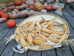 -前小桔亲子创意农场·草莓采摘·露营烧烤