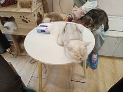-猫咪派对(江南西店)