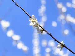 -桃花堤公园