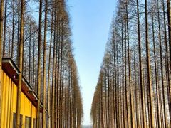 -黄海国家森林公园