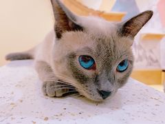 -滚猫咖啡·猫咖·猫友好撸猫(未来城店)