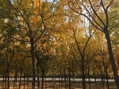 -永定河休闲森林公园