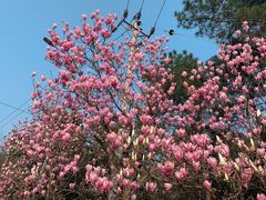 -铁山坪森林公园