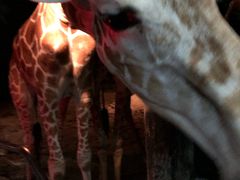 -清迈夜间动物园