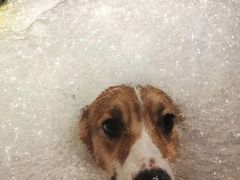 -PETKIT 小佩宠物·低压洗护·美容·寄养(安远店)