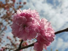 -顾村公园