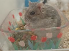 -北京观赏动物医院·24小时大型综合·猫专科·异宠专科