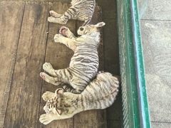 -秦皇岛野生动物园