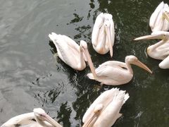 -广州长隆飞鸟乐园