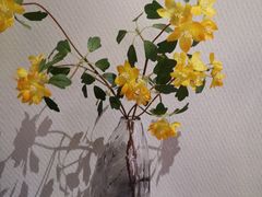 -Dragonfly悠庭·按摩Spa(浦东嘉里城店)