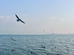 -深圳湾公园(南山区)