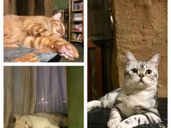 -猫猫幼稚园·撸猫·桌游·电玩