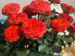 -循礼门鲜花花市(武汉循礼门店)