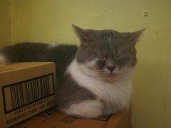 -猫色咖啡·猫咖