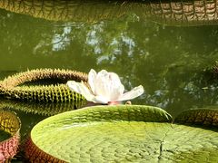 -国家植物园南园