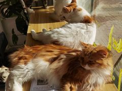 -平行世界·猫咖(首经贸店)