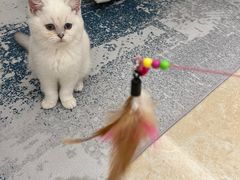 -lincat·猫舍(广州店)
