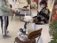 -共舞时光猫咖·狗咖(新街口店)