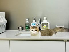-momokira米努特·德文卷毛猫·棉花面纱犬