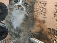 -瑞派宠物医院·犬猫全科·猫友好(宾水西道店)