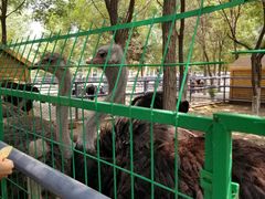 -长白岛森林公园