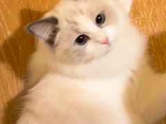 -宠福鑫康馨动物医院·骨科·眼科