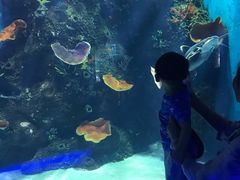 -石家庄海洋公园