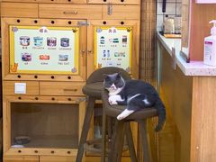 -滚猫咖啡·猫咖·猫友好撸猫(未来城店)
