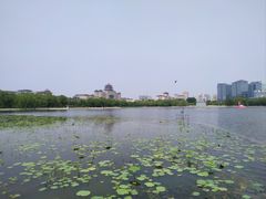 -莲花池公园