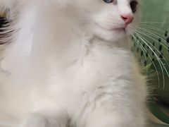 -糯米喵星人总部直营旗舰店·猫舍·幼猫出售