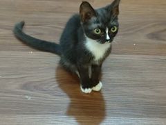 -楼上猫咖(罗湖店)