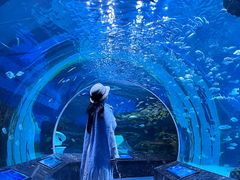 -海合安成都极地海洋公园