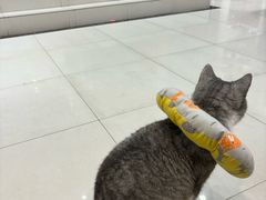 -瑞鹏宠物医院·内科·中兽医·骨科(苗圃店)