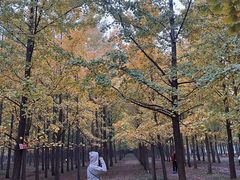 -汉景帝阳陵博物院