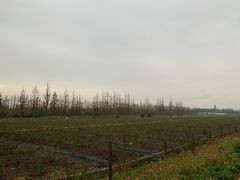 -上海长兴岛郊野公园