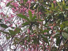 -洛阳市隋唐城遗址植物园