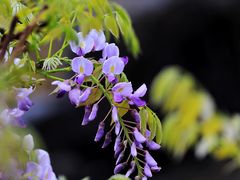 -上海吴淞炮台湾国家湿地公园