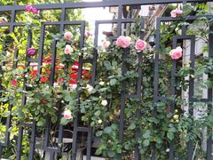 -璐坊粽王(复兴中路店)