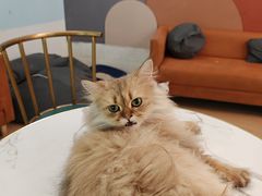 -1013 PET SHOP 宠物商店(近铁城市广场店)