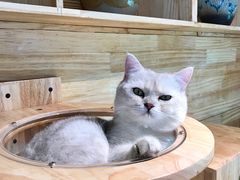 -喵屿·大理花园猫咖