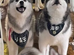 -Husky Go! 哈士奇体验馆·宠物咖啡厅狗咖