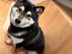 -是阿柴呀！柴犬咖啡·爱喵喵猫咖