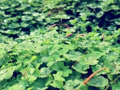 psb(1)-上海佘山国家森林公园西佘山园