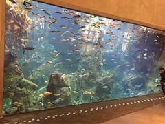 西雅图水族馆-西雅图水族馆
